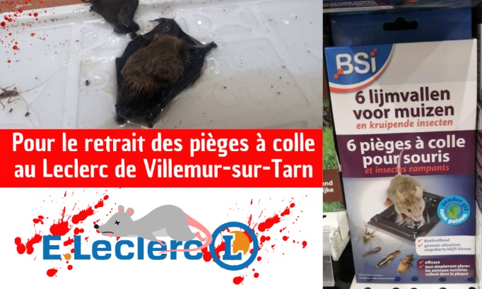 Pour le retrait des pièges à colle au Leclerc de Villemur-sur-Tarn
