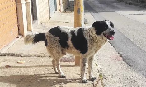 Un acte horrible en Sicile, un clandestin égorge un chien des rues pour le manger !