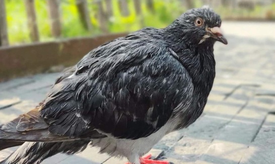 Rétablir la contraception R12 + alimentation pour les pigeons d'Ixelles : une question d'humanité et de responsabilité.