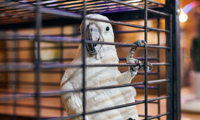 Pour l’interdiction de la vente d’animaux en animalerie en France