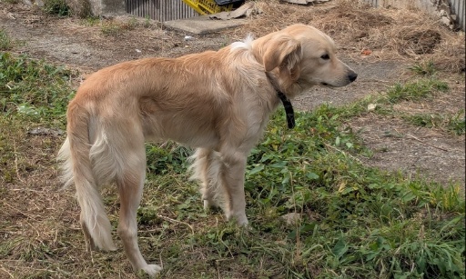 Pour mettre fin aux nuisances sonores diurnes et nocturnes d'un chien dans notre quartier