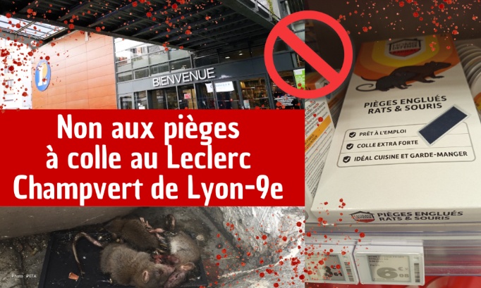 Pour le retrait des pièges à colle au Leclerc Champvert de Lyon