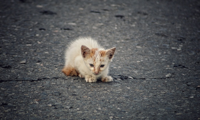 Stop à la torture des chats en Chine !