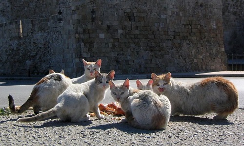 Pour la stérilisation et l'identification des chats errants sur la communes de Verquin