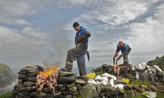 Stop à la chasse inhumaine des fous de Bassan en Écosse !