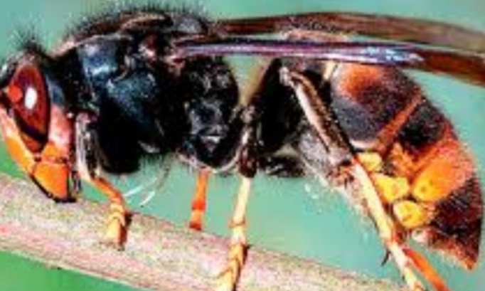 Agissons contre les frelons asiatiques à Anhée !