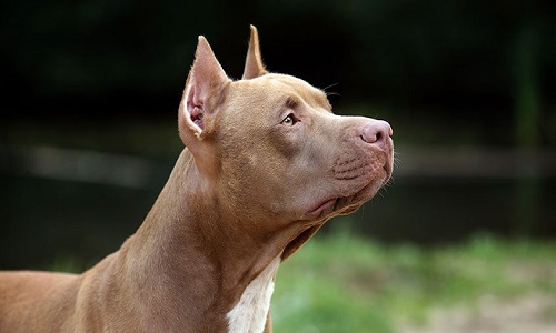 Pit bull ban