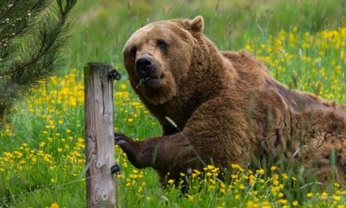 Stop aux sacrifices d'animaux dans les zoos