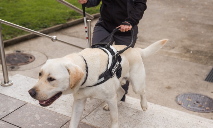 Non à l'interdiction des chiens d'aveugle dans l'espace public.