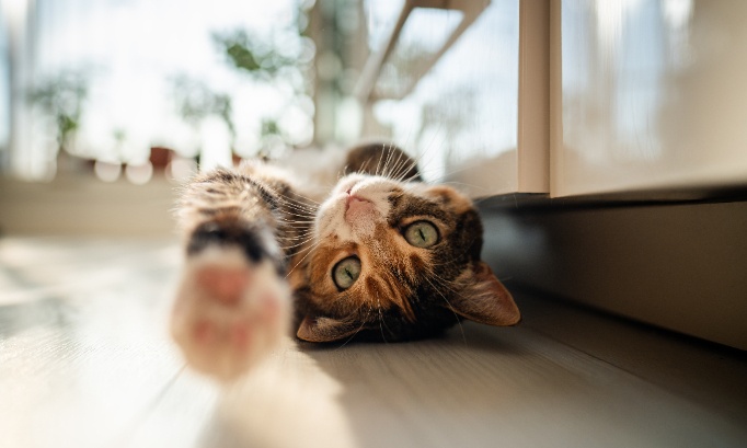 Stop à la maltraitance des bénévoles dans l’association les chats de nos montagnes : pour la destitution de la présidente.