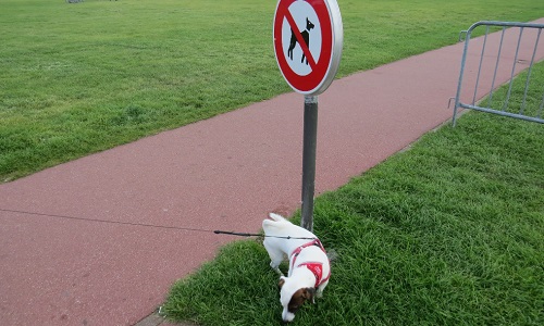 Stop aux crottes de chien dans le quartier de Bécon à Courbevoie!