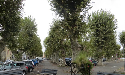 Pour la sauvegarde des 111 platanes de la Place du Foirail de Tarbes ! Non au projet d'abattage de ces arbres !