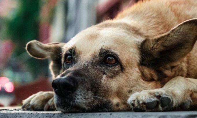 Stop à la maltraitance animale dans notre société