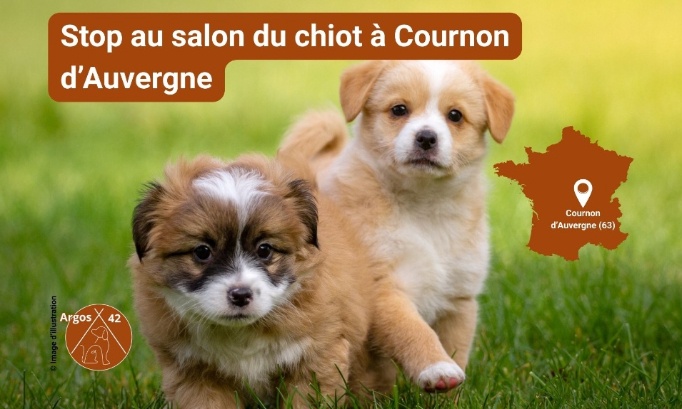 Cournon-d’Auvergne : non au salon du chiot, exigeons son interdiction