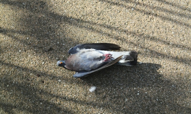 Non aux actes de cruauté sur les pigeons à Andernos (33)