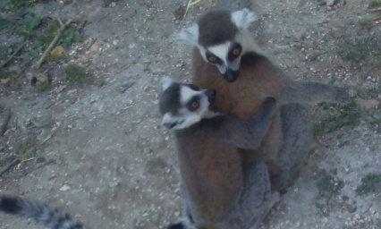 Pour la protection urgente des animaux en voie de disparition et en danger d'extinction