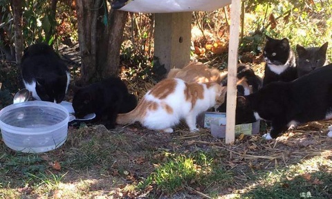 Pour une véritable surveillance des réseaux sociaux contre la maltraitance et le commerce illégal d’animaux