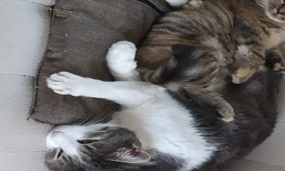 Non à la fermeture du bar à chats à Clamecy