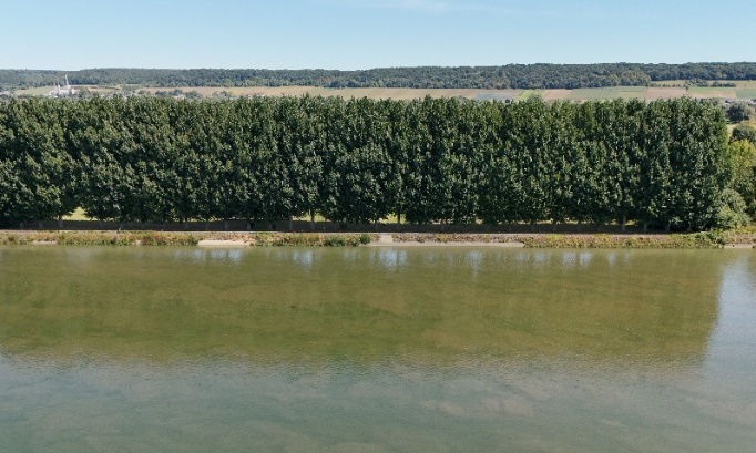 Sauvons les 32 peupliers du Ronceray