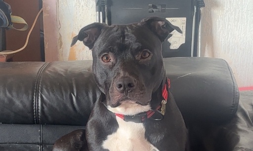 Stop aux préjugés sur les américains staff et molosse!