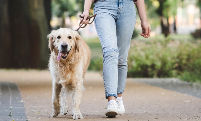Pour l'autorisation des chats et chiens en laisse dans les parcs publics