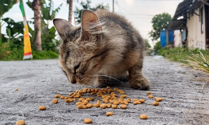 Pour la suppression de l'interdiction de nourrir les chats errants