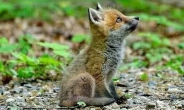 Réhabilitons les mal-aimés de la nature