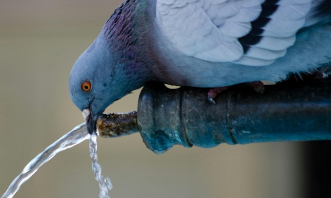 Un pigeonnier contraceptif à Besançon