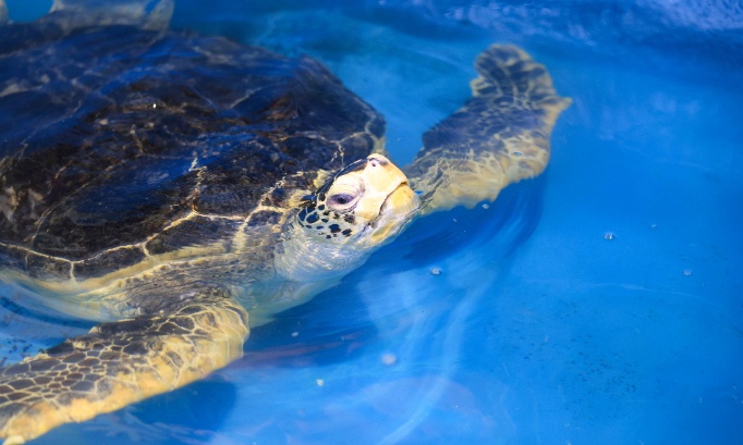 Free the Turtle: 20 Years in a tank is enough