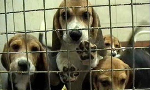 Arrêtez d'élever des beagles pour des expériences de laboratoire — demandez une interdiction dès maintenant