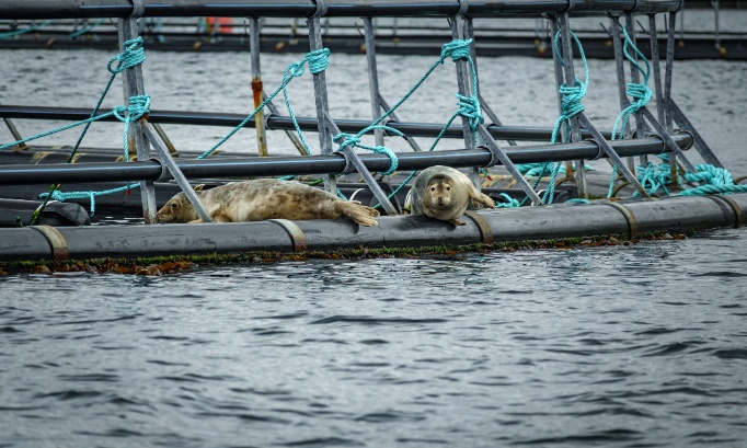 Protégez les phoques — Exigez des pratiques d'élevage de saumon éthiques