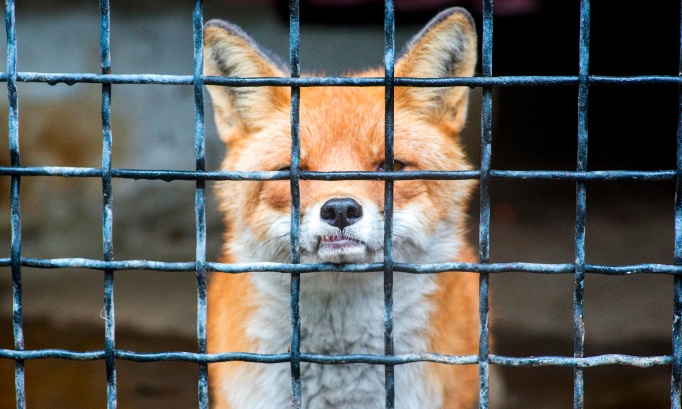 Time to End the UK&rsquo;s Role in the Global Fur Trade