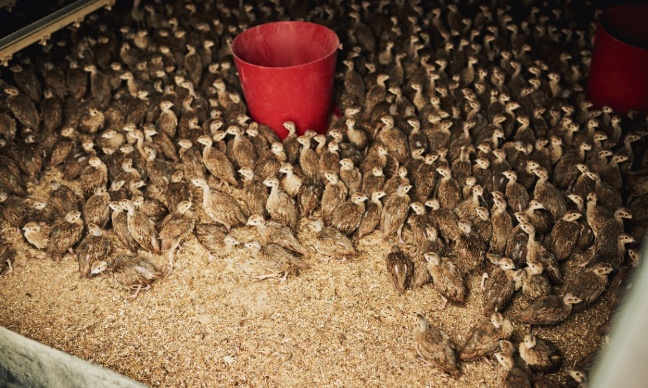 End the Mass Rearing and Shooting of Game Birds: Protect Wildlife and Stop Animal Cruelty