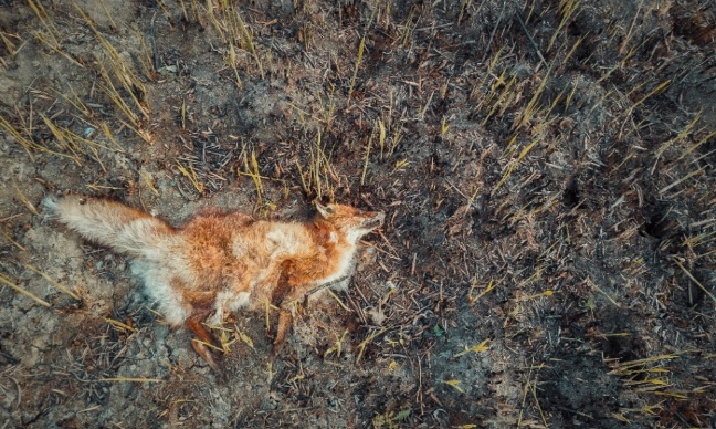 End fox hunting in the UK : A call to abolish a cruel tradition