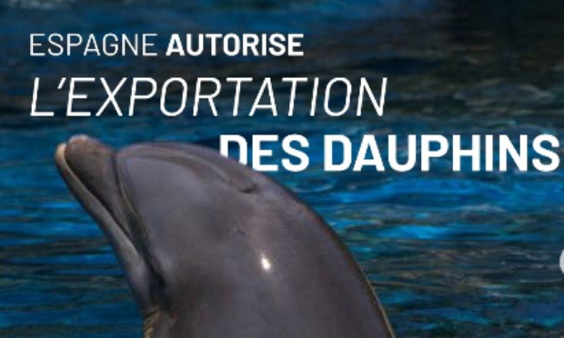 Urgent !!! Non à l’envoi des dauphins du marineland dans un autre delphinarium en Espagne!