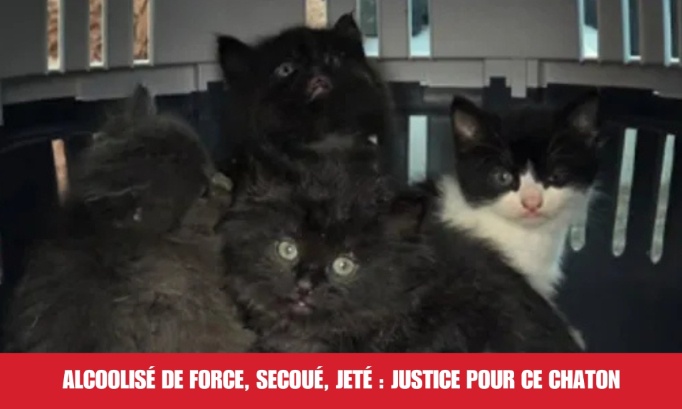 Justice pour ce chaton de 2 mois, alcoolisé de force et maltraité