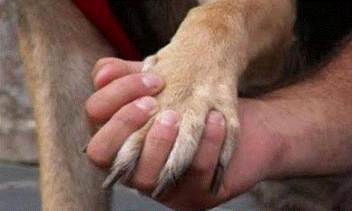 Les violeurs s'en prennent maintenant aussi aux animaux, aux enfants et aux personnes âgées