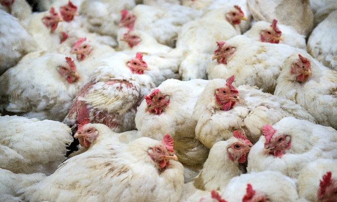 Stop Cruel Handling of Chickens: Ban the Practice of Carrying Birds by Their Legs in the UK