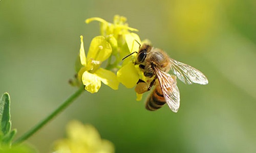 Sauvons les abeilles bienfaisantes sans les tuer !