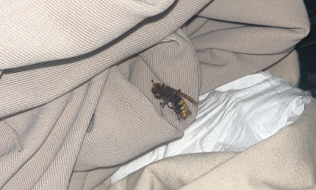 Stop à l'invasion de frelons asiatiques à Creil !