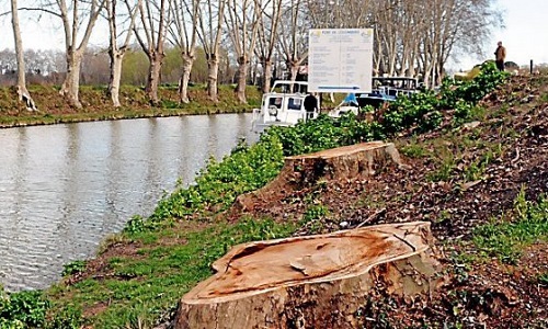 AUTORISER le traitement de 7 platanes du Canal du Midi pour PROUVER l'efficacité du VACCIN 100% NATUREL et STOPPER l'abattage d'arbres centenaires qui pourraient vivre encore un siècle !