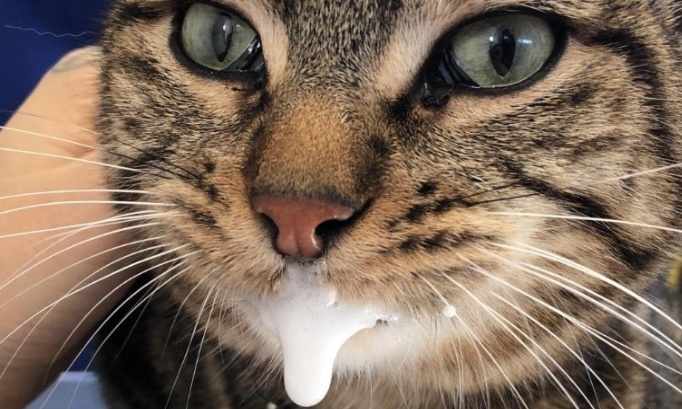 Pour l'augmentation de la peine en cas d'empoisonnement d'animaux domestiques