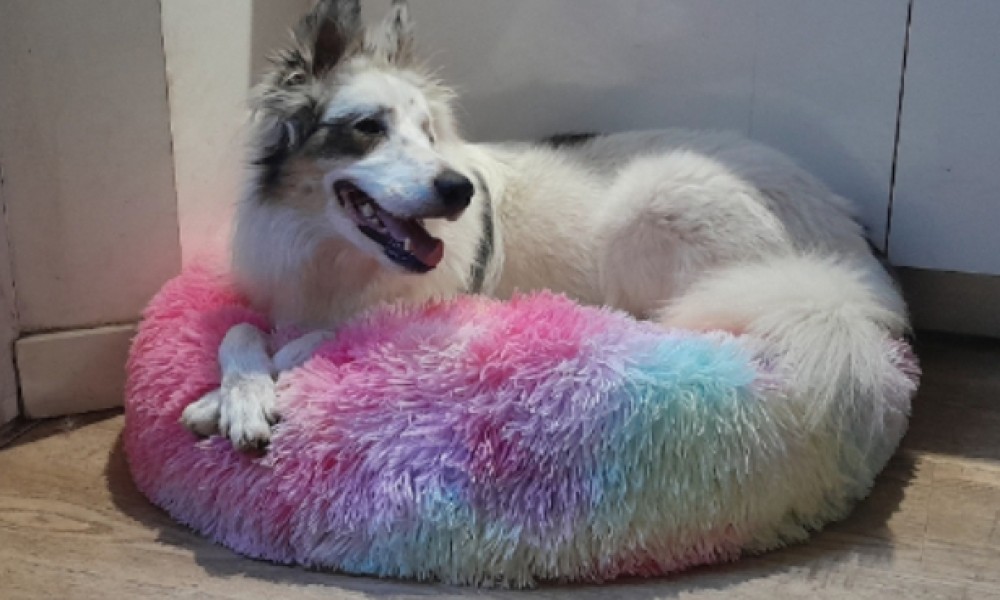 Pétition pour faire adopter Fleur en urgence...