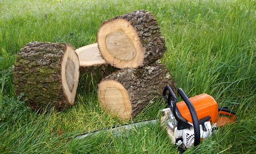 Non à l'abattage massif d'arbres dans la réserve naturelle Natura 2000, à Angleur (Belgique)
