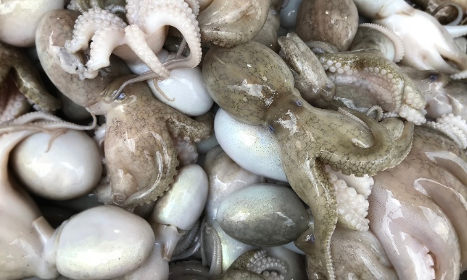 Petition to Ban Octopus Farming: Stop the Rise of a Cruel Industry