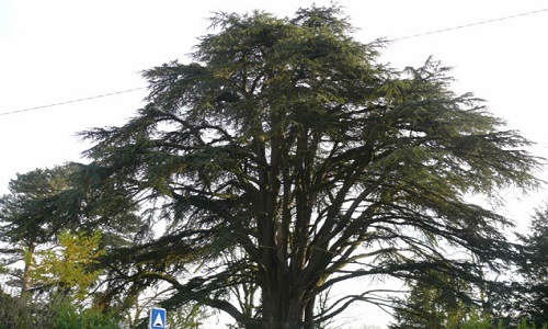Préservons le Cèdre du Liban de Saint Jean de Bournay