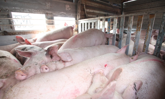 Ban live animal exports: stop the cruelty at our borders