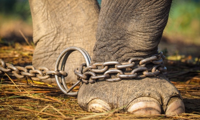 Pétition pour mettre fin à la crise mondiale du trafic...