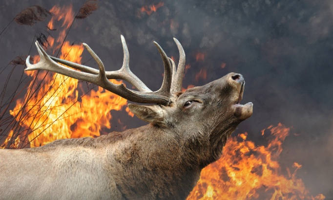 Agissons maintenant pour préserver les maisons des animaux
