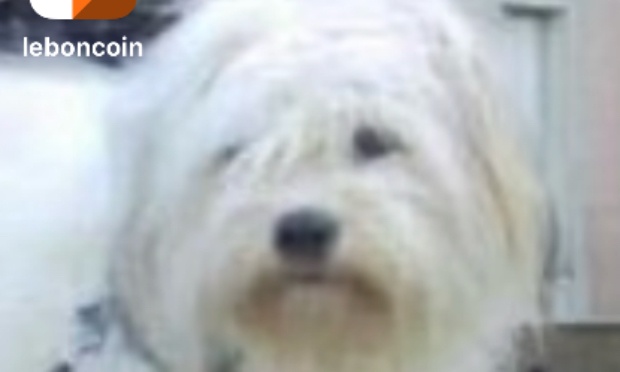 Arrêté les euthanasie meurtrière sur les animaux de n’importe quelle espèce merci